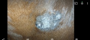 Screenshot_2024-02-18-18-40-18-529_com.miui.gallery.jpg (818.31 KiB) 10124 mal betrachtet So sah das Teil zu Beginn der Behandlung aus
