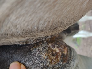 IMG_20240923_170606034.jpg