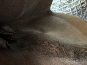 IMG_2313.jpeg