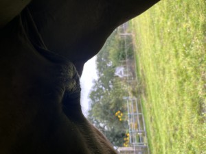 IMG_6224.jpeg