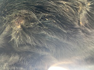IMG_4439.jpeg
