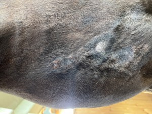 IMG_2703.jpeg (4.97 MiB) 1889 mal betrachtet Heute