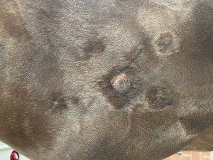 IMG_2560.jpeg (4.21 MiB) 1889 mal betrachtet Vor drei Wochen