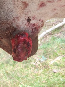 August 2024 - eine Woche nach dem ersten Unterspritzen