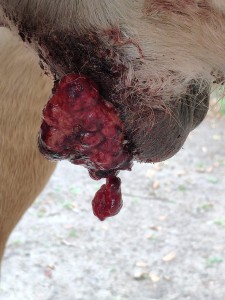 September 2024 - 2 Wochen nach dem zweiten Unterspritzen