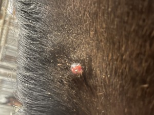 IMG_2554.jpeg (2.51 MiB) 1826 mal betrachtet Blutiges Sarkoid am Mähnenansatz