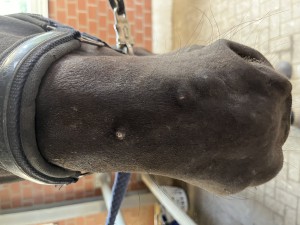 IMG_2757.jpeg