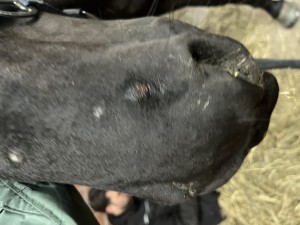 IMG_2764.jpeg
