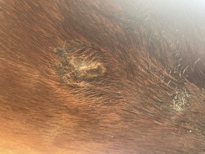 IMG_2949.jpg (4.21 MiB) 1171 mal betrachtet IMG_2949.jpg