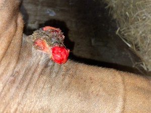 IMG_1263.jpeg
