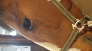 20171111_075742.jpg (3.27 MiB) 11565 mal betrachtet Bild 1