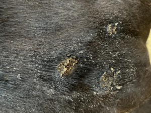 IMG_2831.jpeg