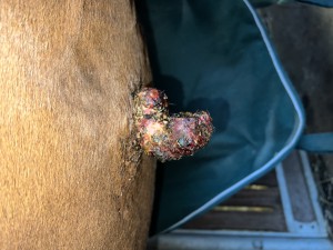 IMG_4388.jpeg