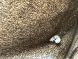 IMG_5418.jpeg