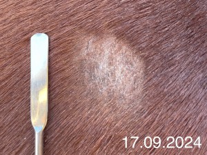 IMG_1078.jpeg (1016.55 KiB) 1060 mal betrachtet 17.09.