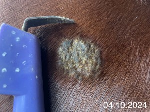 IMG_1241.jpeg (1.16 MiB) 1061 mal betrachtet 04.10.