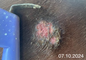 IMG_1255.jpeg (961.79 KiB) 1061 mal betrachtet 07.10.