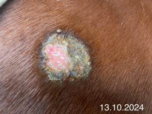 IMG_1306.jpeg (1.2 MiB) 1061 mal betrachtet 13.10.