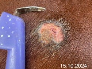 IMG_1313.jpeg (1.3 MiB) 1045 mal betrachtet 15.10.