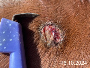 IMG_1318.jpeg (1.45 MiB) 1061 mal betrachtet 16.10.