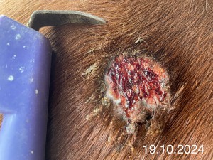 IMG_1368.jpeg (1.32 MiB) 1045 mal betrachtet 19.10.