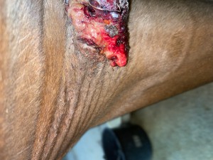 IMG_1356.jpeg