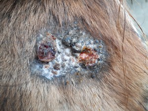 20190318_081115.jpg (6.7 MiB) 3996 mal betrachtet 18 März Nur siffige Stelle geschmiert