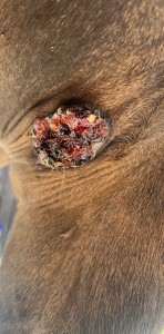 vorne links, re Bild aktuell.jpeg (677.11 KiB) 845 mal betrachtet April