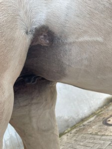 Sarkoid_Juni_1.jpg (439.41 KiB) 1667 mal betrachtet Mitte Juni 2024