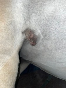 Sarkoid_Oktober_2.jpg (544.21 KiB) 1667 mal betrachtet Ende Oktober 2024