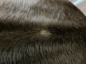 IMG_3295.jpeg