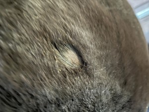 IMG_3297.jpeg