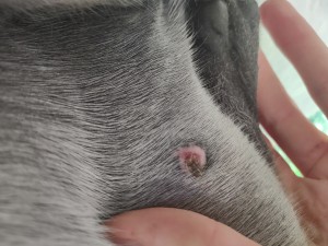 IMG_20241025_153428094.jpg (2.87 MiB) 786 mal betrachtet 25.10.