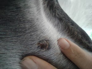 IMG_20241029_165907300.jpg (1.78 MiB) 789 mal betrachtet 29.10.