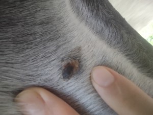 IMG_20241030_164530702.jpg (1.28 MiB) 789 mal betrachtet 30.10.