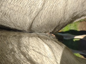 IMG_20241025_153359210.jpg (3.81 MiB) 789 mal betrachtet 25.10.