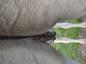 IMG_20241029_165829323.jpg (2.48 MiB) 786 mal betrachtet 29.10.