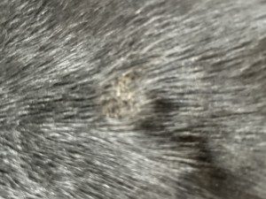 Stelle an der Brust