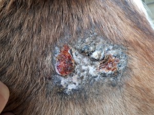 20190320_080303.jpg (5.89 MiB) 3989 mal betrachtet 20. März kurz nach dem schmieren