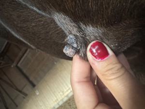 IMG_6883.jpeg