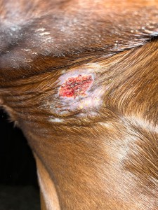 04.11. vor dem Reiten