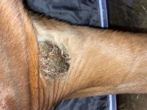 IMG_1475.jpeg