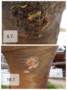 20241109_043304.jpg (2.6 MiB) 1187 mal betrachtet 2jährige Stute Sarkoid Verlauf