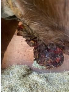 Nr.3 Bauch: hier haben sich Krusten gebildet