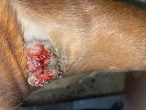 IMG_1509.jpeg