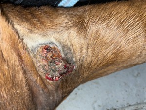Tag nachdem der Knubbel abgefallen ist 04.11