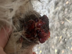 IMG_3549.jpeg