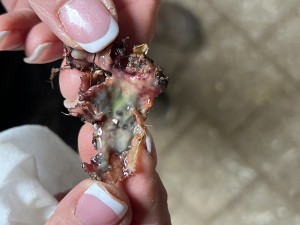 Kruste die heute abgefallen ist