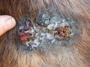 20190321_081530.jpg (5.77 MiB) 3981 mal betrachtet 21. März kurz nach dem schmieren