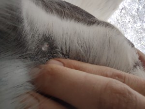 IMG_20241123_151811479.jpg